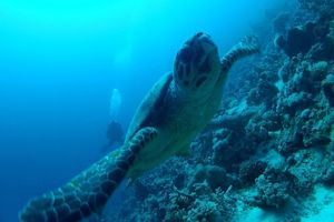Дайв-сафарі Червоним морем – краса підводного світу доступна кожному